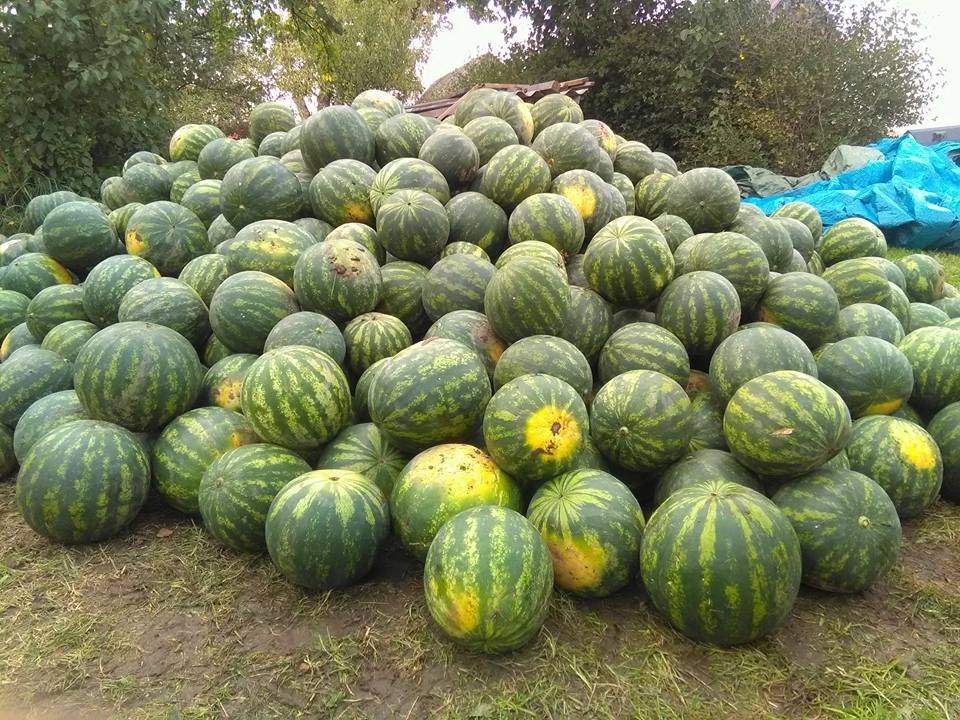 Dienvidu oga izaug arī Latvijā