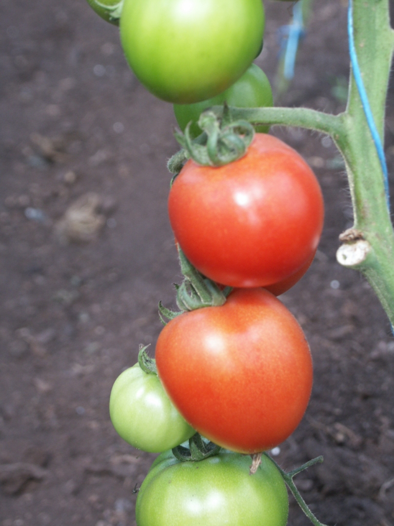 Rosina samazināt PVN likmi Latvijā ražotai gaļai