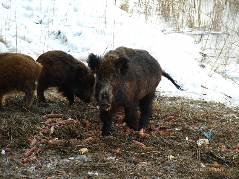 Maina Āfrikas cūku mēra riska zonu teritoriju; Kurzemē riska zona paplašinās