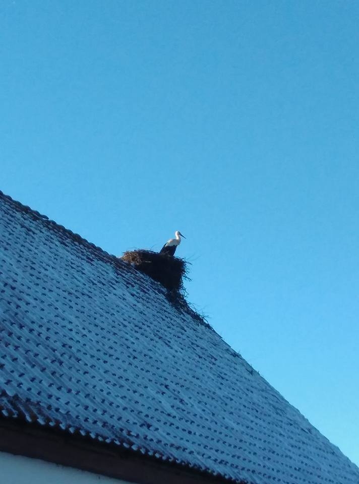 Sēnes mežos, stārķis uz jumta