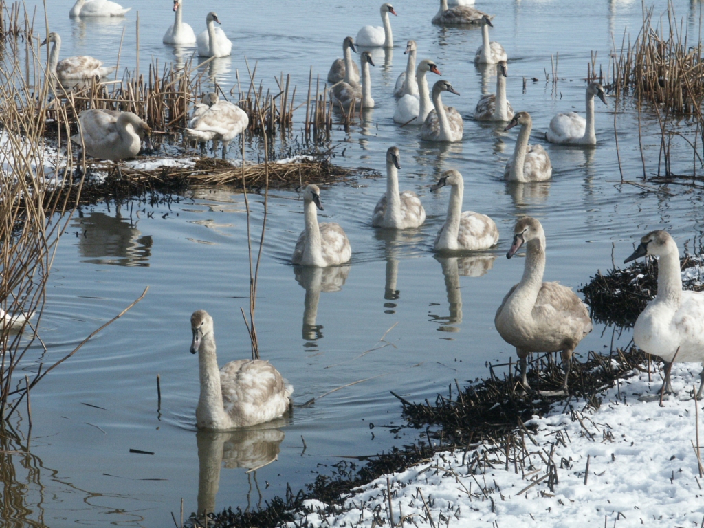 Liepājas pusē glābēji vairākkārt steigušies palīgā gulbjiem