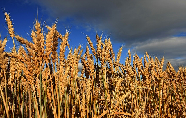 "Linas Agro Graudu centrs" grib būvēt graudu pieņemšanas, pirmapstrādes un uzglabāšanas kompleksu Grobiņas pagastā