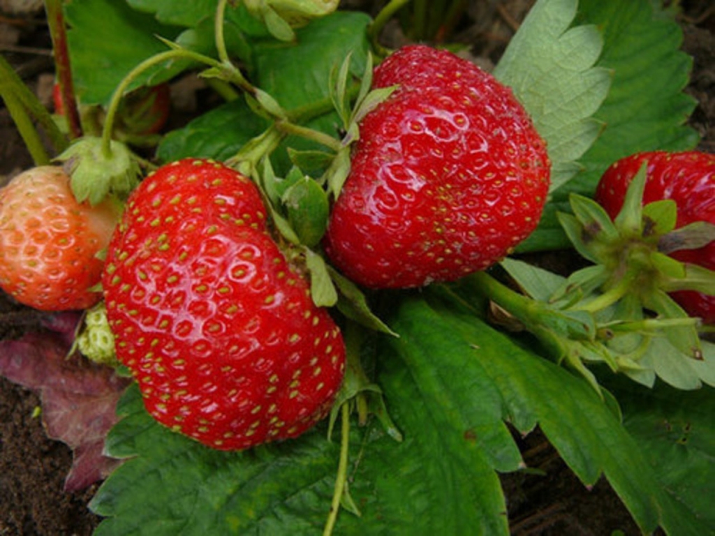 Laikapstākļi un šķirņu prasības liek meklēt risinājumus