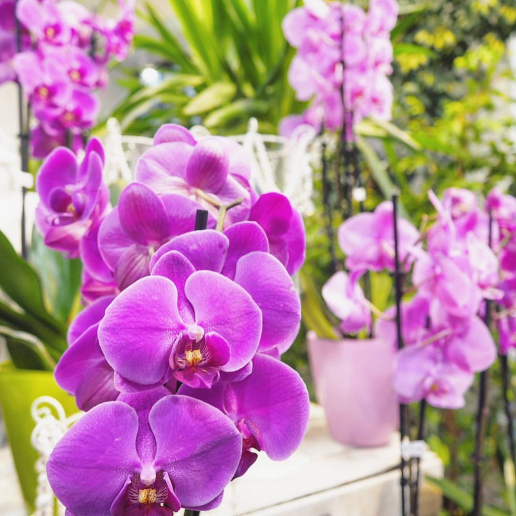 Kā pareizi mājas apstākļos kopt orhidejas?