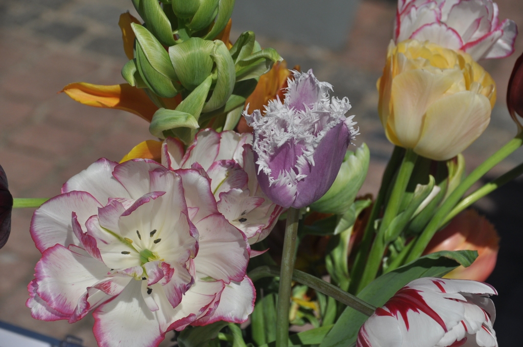 Priecēs vasaras vēstneses – tulpes