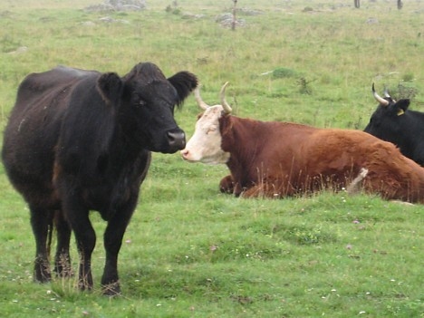 Kuldīgas novadā ilgstošā sausuma dēļ jau likvidē mājlopus