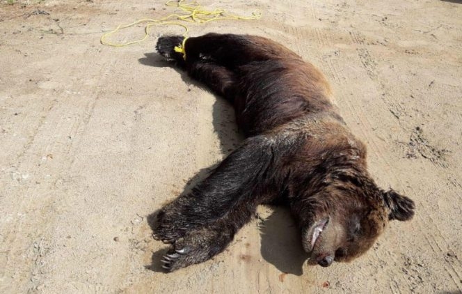 Kurzemes pludmalē atrasts noslīcis lācis