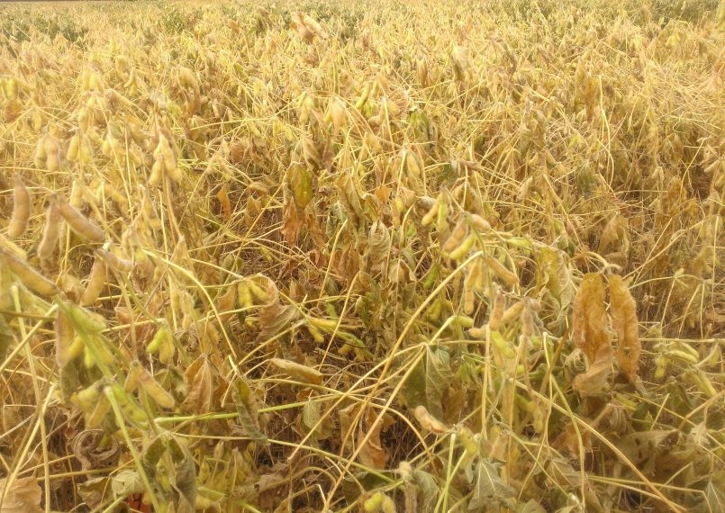 Krīzes vadības padome atzīst ilgstošo sausumu par valsts mēroga dabas katastrofu