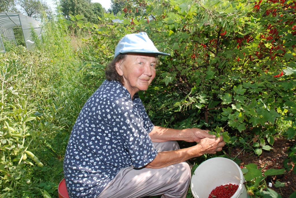 Sarkanās jāņogas saglabās saldējot