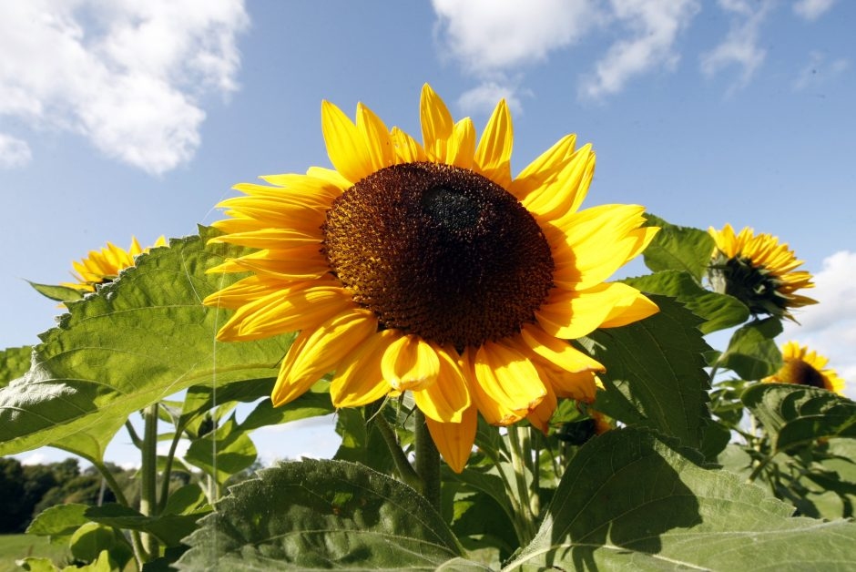 Šī vasara, visticamāk, kļūs par garāko novērojumu vēsturē