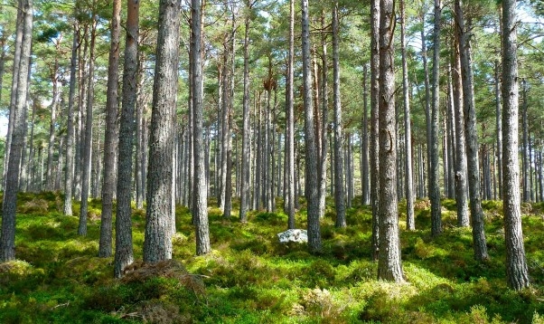 Latvijas mežos joprojām saglabājas augsta ugunsbīstamība