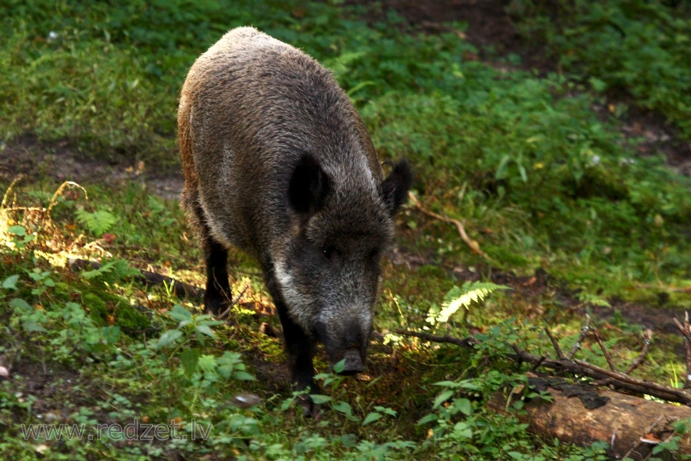 Āfrikas cūku mēris pagājušajā nedēļā Latvijā atklāts 11 mežacūkām