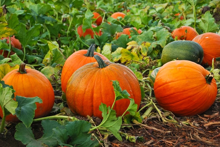 Rudens tirdziņš Pāvilostā