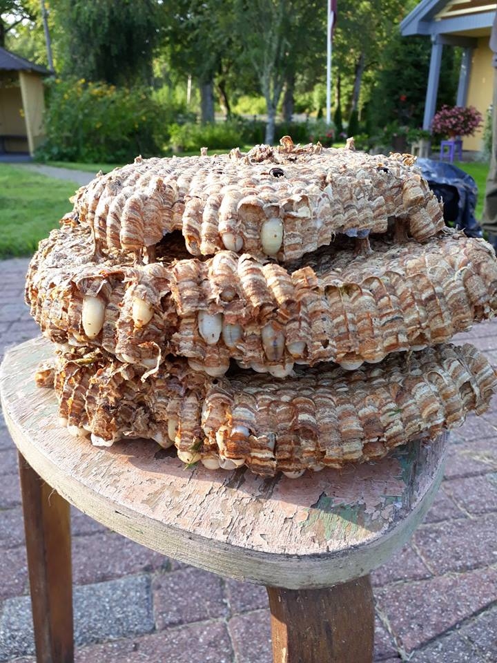 Lielo lapseņu – iršoņu – mākslas darbs