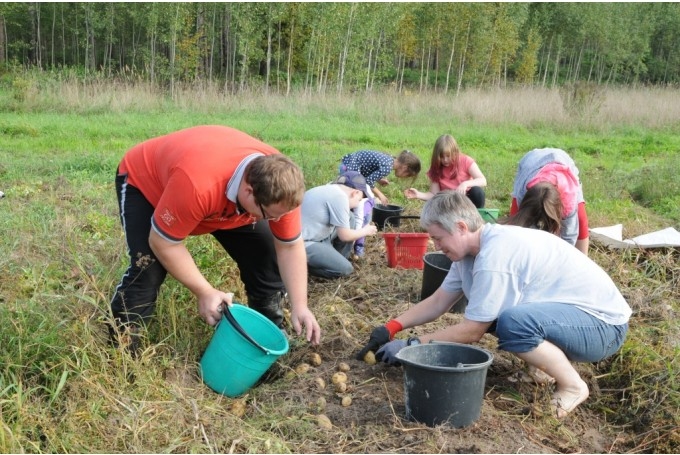 LLKC: Kartupeļu raža daudzviet padevusies labāka par gaidīto