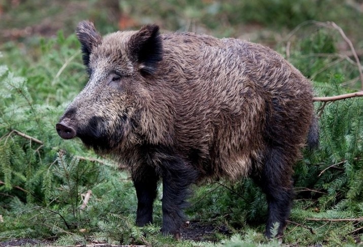 Priekules novads iekļauts pirmajā riska zonā, otrā riska zona - Vaiņodes novadā