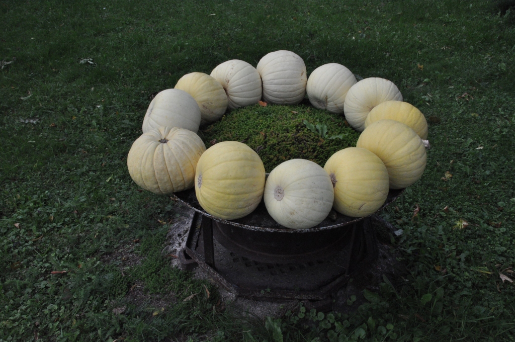 Rudens veltes greznojas un sacenšas
