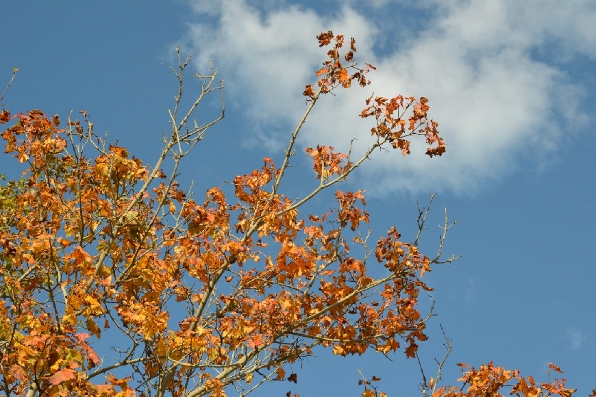 Septembra pēdējā dienā būs maz saules un maz lietus