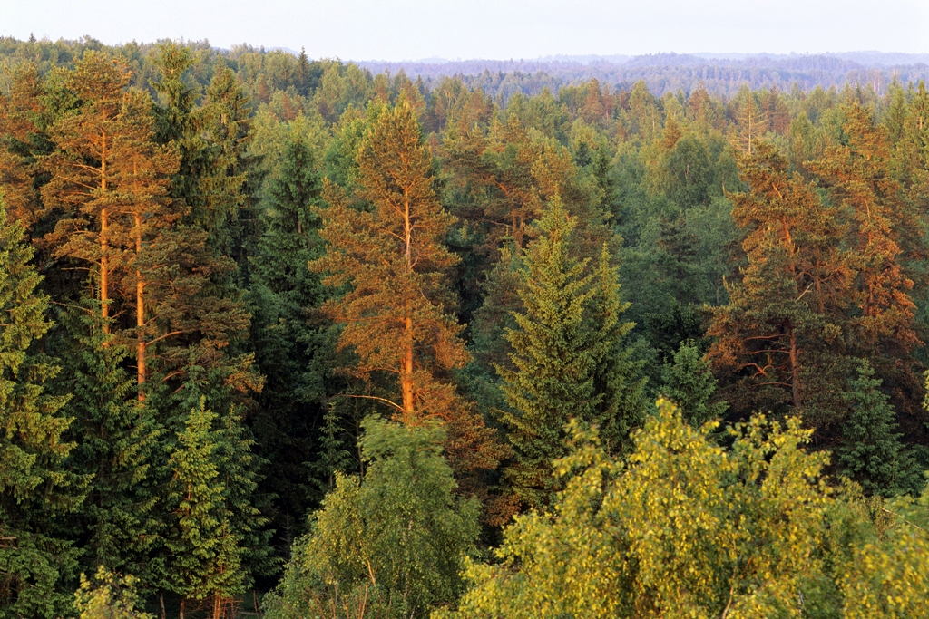 Latvijā atcelts meža ugunsnedrošais periods