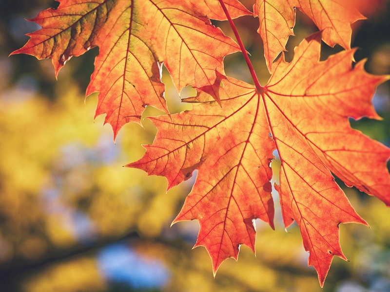 Oktobra pirmā diena būs mēreni silta un daudzviet saulaina