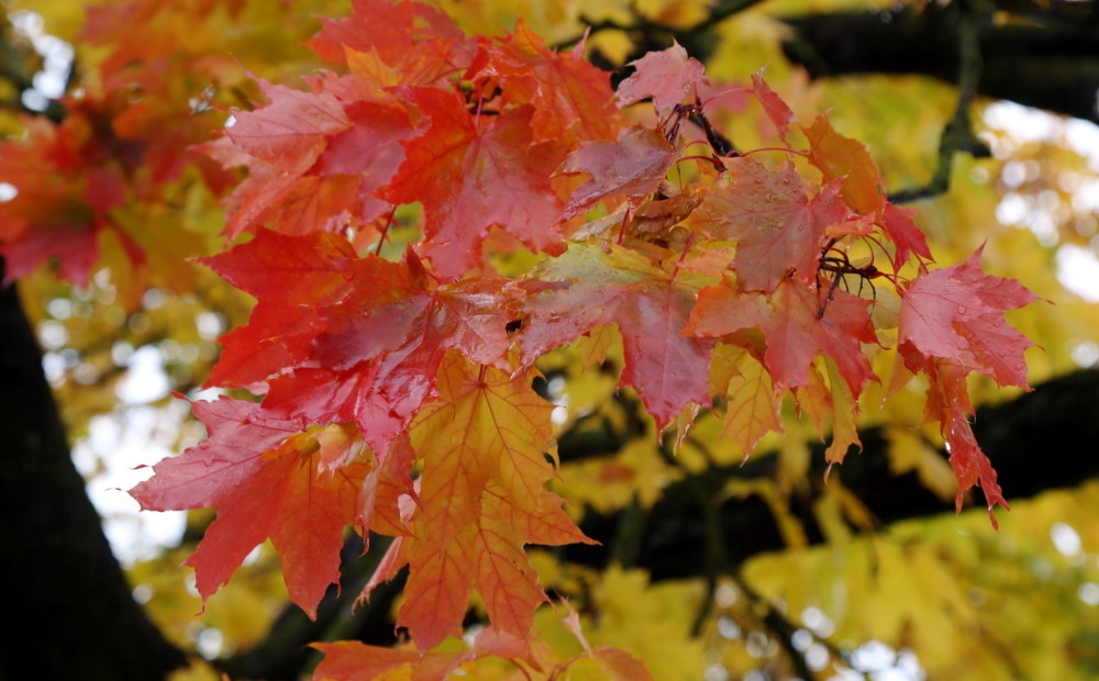Nākamnedēļ anticiklons var sagādāt siltuma rekordus