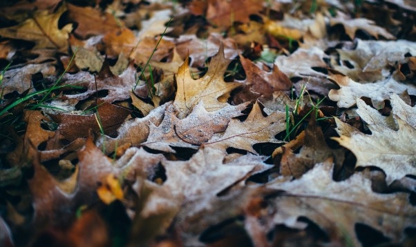 Gaisa temperatūra naktī vietām noslīdēs nedaudz zem nulles