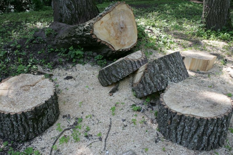 Virgas pagastā patvaļīgi izcērt kokus "Latvijas Valsts mežiem" piederošā īpašumā