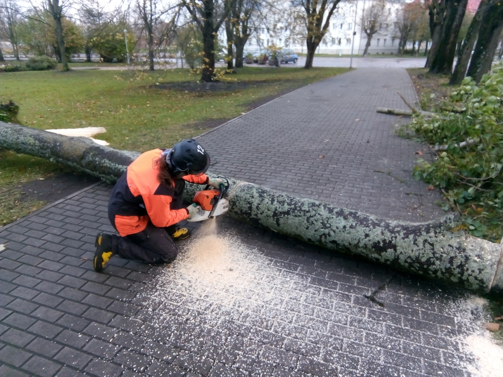Stiprajā vējā nolūzušus kokus novāc Liepājā, Vērgalē, Aizputē, Nīcā un citviet