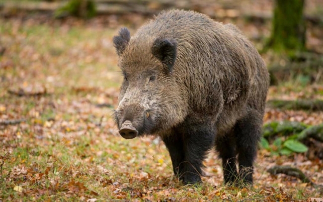 Āfrikas cūku mēris pirmo reizi konstatēts mežacūkai Vaiņodes pagastā