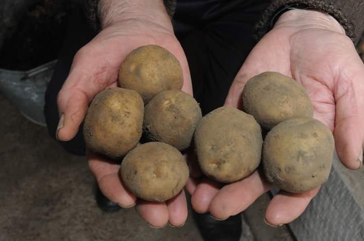 Kā ziemā uzraudzīt dārzeņus pagrabā un kā glabāt uz balkona? Dārzkopības ekspertes Mārītes Gailītes ieteikumi