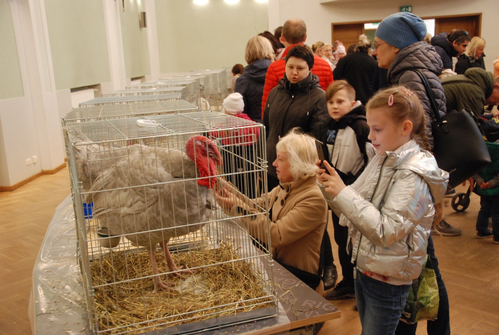 FOTO: Liepājā biedrības nama lielajā zālē pārsteidz salmos ierīkota trušu un mājputnu sētiņa