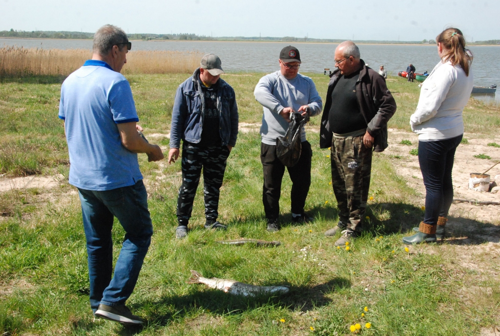 FOTO: 1. maijā Durbes ezerā līdakas ķeras švaki; lielākās virs trim kilogramiem 