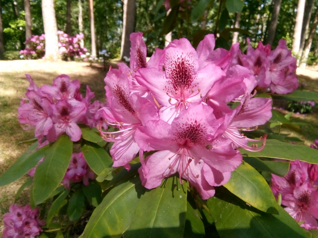 Kurp doties brīvdienās? Nenokavē - Cīravā pasakaini zied rododendri!