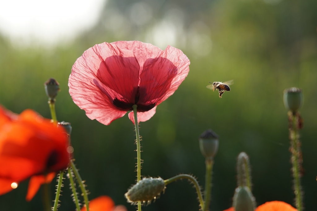 Trešdien gaisa temperatūra paaugstināsies līdz +30 grādiem