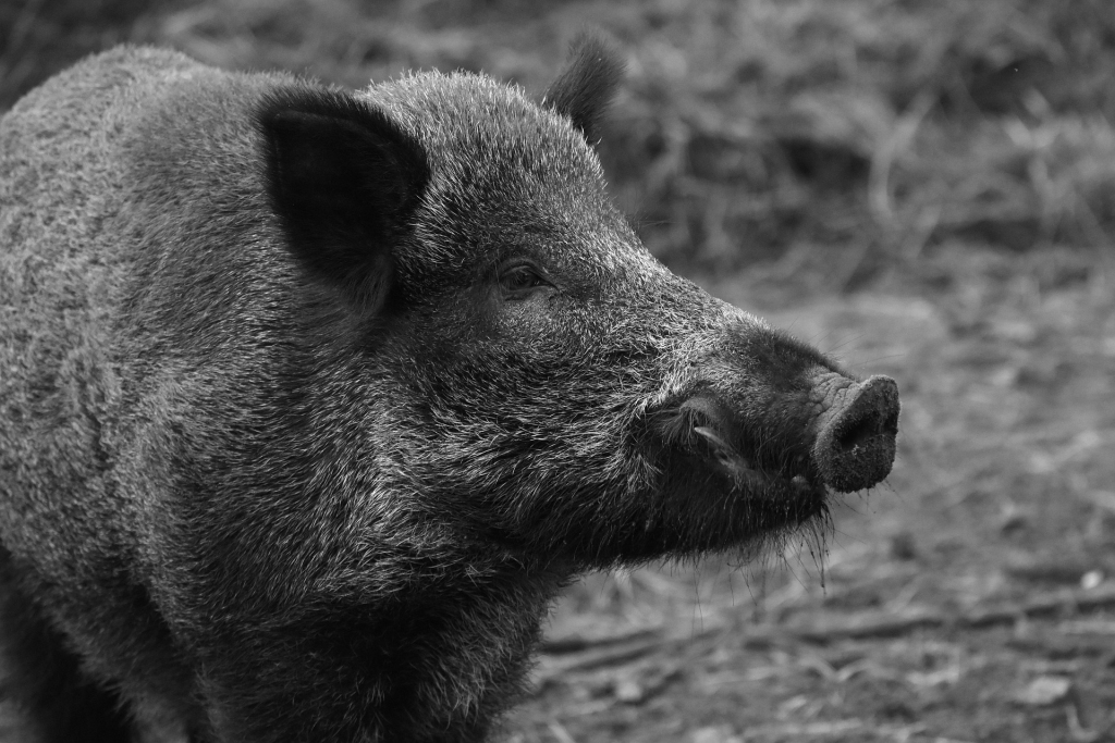 PVD: Āfrikas cūku mēris konstatēts mežacūkām vairāk nekā 90% Latvijas teritorijas