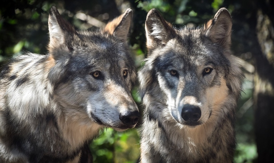Šajā medību sezonā tāpat kā iepriekšējā drīkstēs nomedīt 280 vilkus