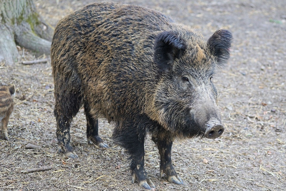 Āfrikas cūku mēris pagājušajā nedēļā pirmo reizi konstatēts mežacūkai Aizputes novadā