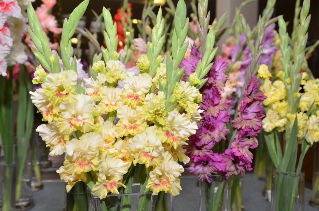 Liepājas Latviešu biedrības namā būs iespējams aplūkot rudens karalienes - gladiolas