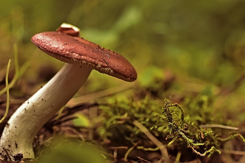 Septembra beigās Slīteres Nacionālajā parkā notiks sēņu diena