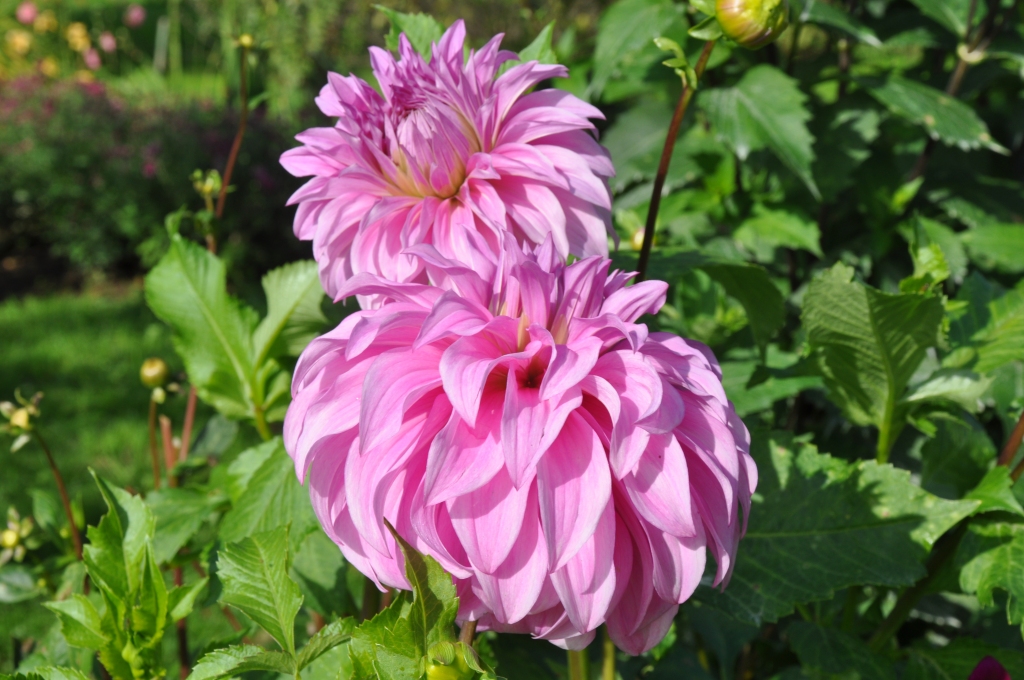 Liepājnieki balsojumā izvēlas dāliju ziedu karalieni