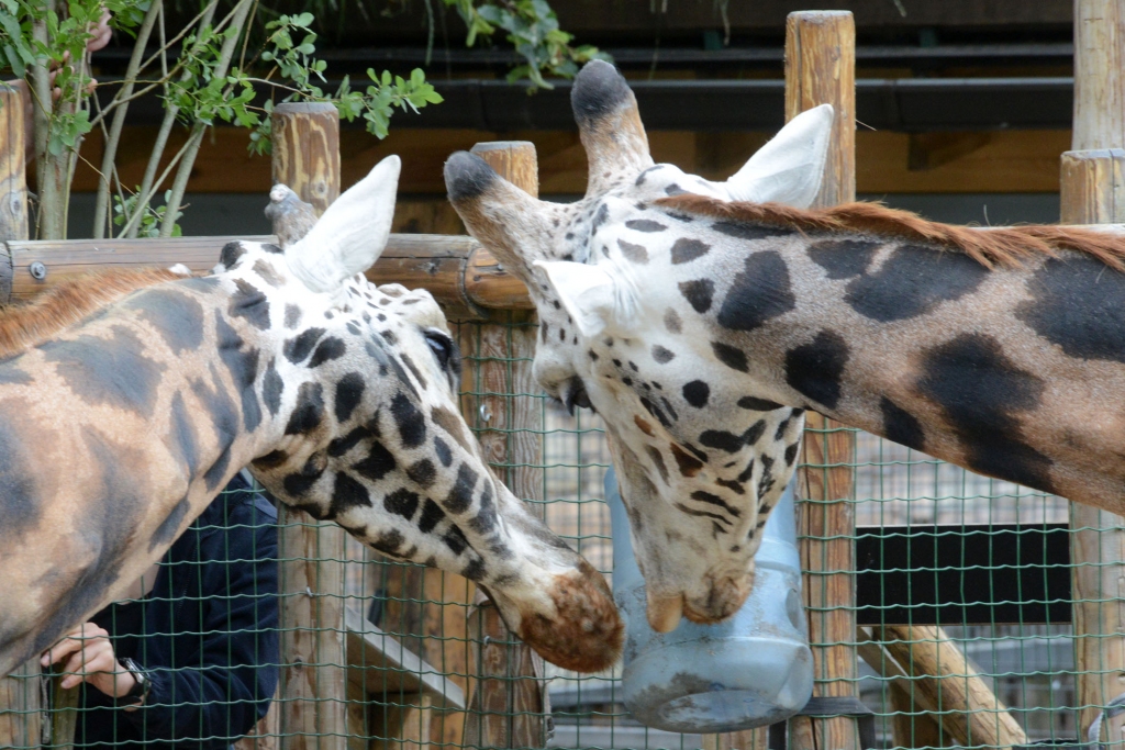 FOTO: Kalvenē zoodārza filiālē "Cīruļi" meklēs populārāko dzīvnieka nosaukumu vārdos un uzvārdos