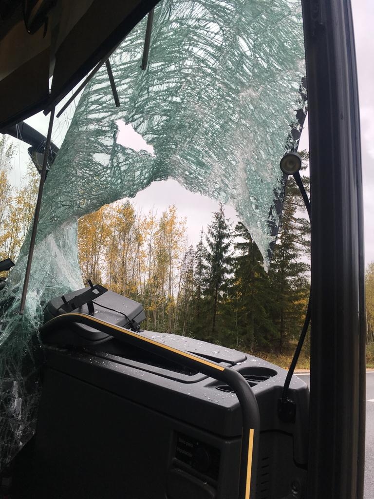 Reģistrēti 14 uzbraukumi dzīvniekiem, vienā gadījumā dzīvnieks ielēca autobusā un cieta cilvēki