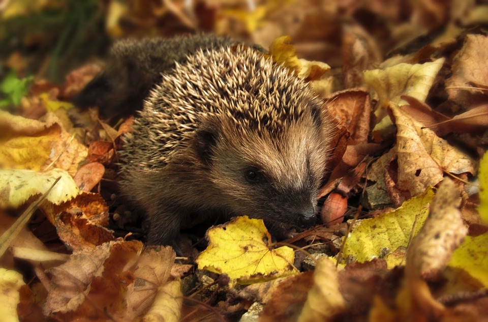 Vilis Bukšs vēro, ka novembris būs drusku siltāks. Kāda tad būs ziema?