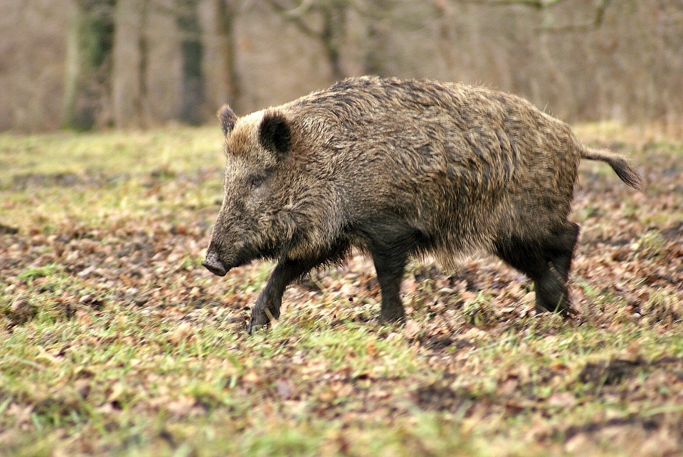 Āfrikas cūku mēris šajā nedēļā konstatēts četrām mežacūkām Kazdangā un divām Embūtē