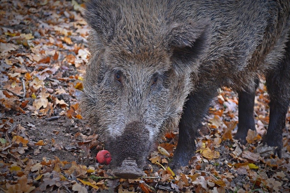 Āfrikas cūku mēris pirmo reizi konstatēts mežacūkai Aizputes pagastā