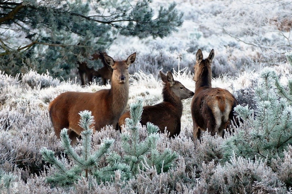 Decembris, visticamāk, sāksies ar ziemai atbilstošiem laikapstākļiem