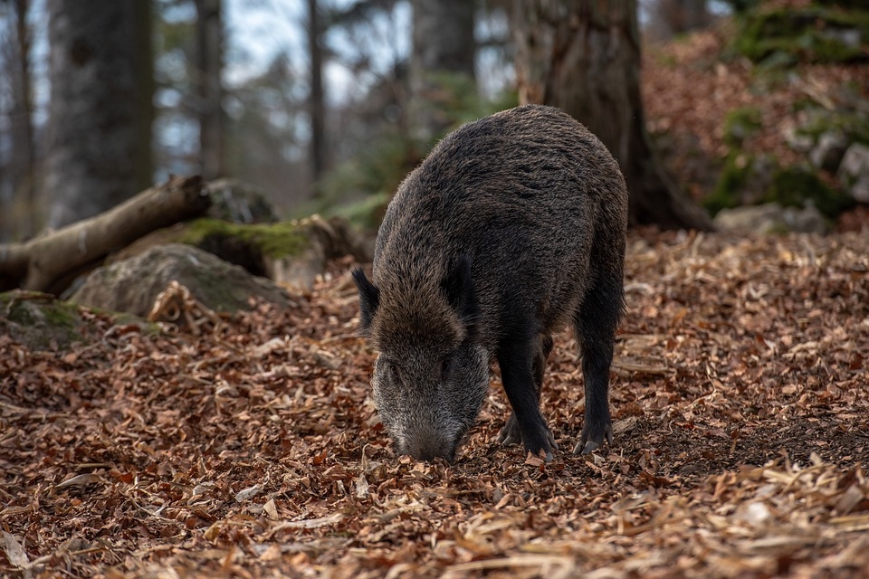 Āfrikas cūku mēris pagājušajā nedēļā konstatēts arī Embūtē un Kazdangā