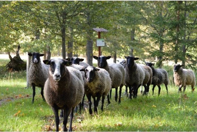 Latvijas Dabas fonda mobilais ganāmpulks palīdz atjaunot dabiskās pļavas