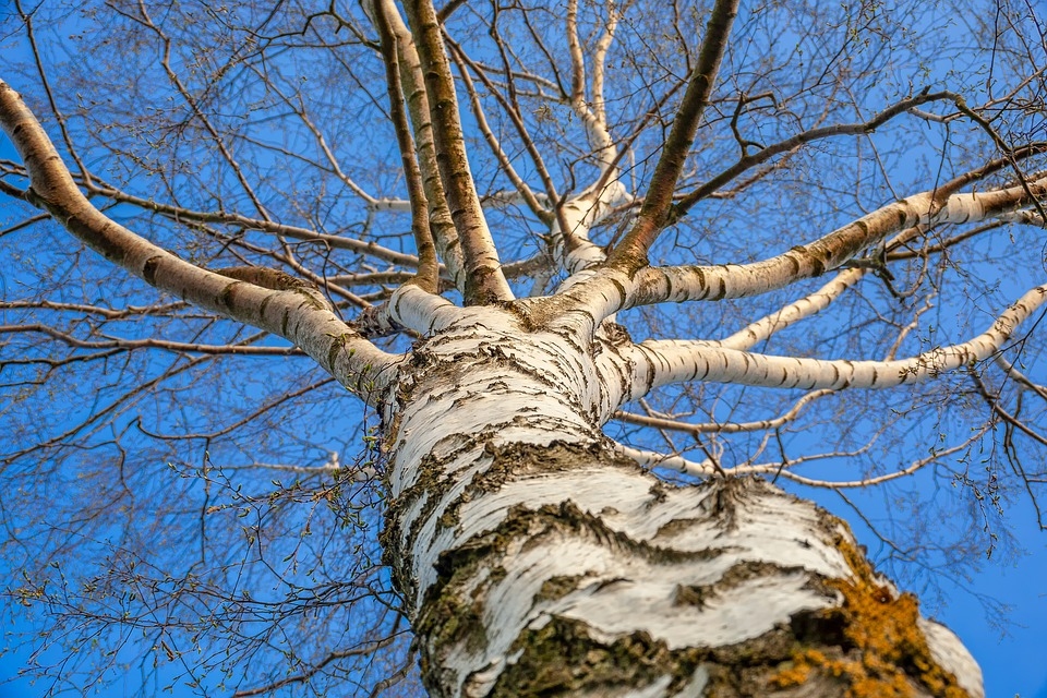 Turpmāk Latvijā dominēs saule un paaugstināsies ugunsbīstamība