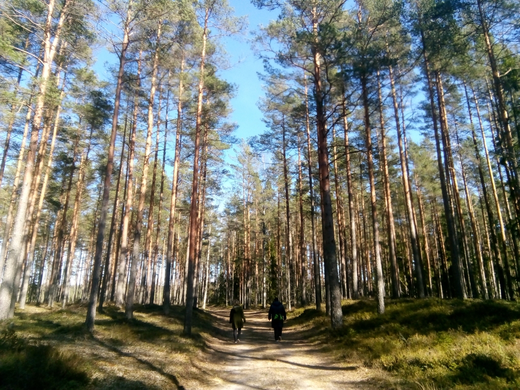 FOTO: Pastaiga Ances mežos